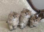 British kittens - British Shorthair Cat For Sale - Thornton&comma; CO&comma; US
