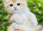BRI NY12 - British Shorthair Cat For Sale - Atlanta&comma; GA&comma; US