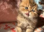 Tomcat - Persian Cat For Sale - Fort Worth&comma; TX&comma; US