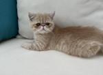 Moki - Exotic Cat For Sale - Vancouver&comma; WA&comma; US
