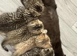 Scottish fold litter of 6 newborn kittens - Scottish Fold Cat For Sale - Odessa&comma; FL&comma; US