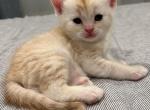 Cream and Cinnamon Scottish Straight Kitten - Scottish Straight Cat For Sale - Los Angeles&comma; CA&comma; US