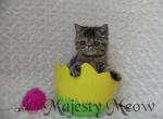 Tabitha - Exotic Cat For Sale - Yucca Valley&comma; CA&comma; US