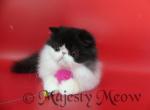 Dior - Persian Cat For Sale - Yucca Valley&comma; CA&comma; US