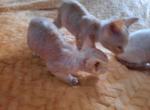 Ginger's kittens - Devon Rex Cat For Sale - Stanford&comma; MT&comma; US