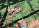 Bengal litter 1 - Bengal Cat For Sale - Denver&comma; CO&comma; US