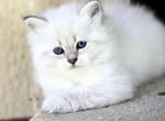 Neva Masquerade - Siberian Kitten For Sale - Springfield&comma; MA&comma; US