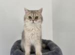 British Shorthair Fill - British Shorthair Cat For Sale - Sacramento&comma; CA&comma; US
