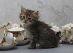Boston of Romanov Dynasty - Siberian Cat For Sale - Ashburn&comma; VA&comma; US
