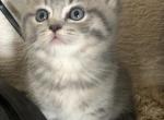Tulip - Scottish Straight Cat For Sale - Denver&comma; CO&comma; US