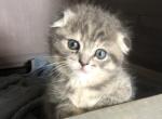 Faith - Scottish Fold Cat For Sale - Denver&comma; CO&comma; US