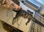 Bengal litter 2 - Bengal Cat For Sale - Denver&comma; CO&comma; US