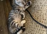 Bengal litter 3 - Bengal Cat For Sale - Denver&comma; CO&comma; US