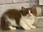 Ceces Kittens - Ragdoll Cat For Sale - Salem&comma; OR&comma; US