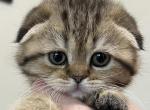 Golden Spotted Scottish Fold Girl Duchess - Scottish Fold Cat For Sale - Odessa&comma; FL&comma; US