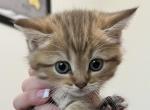 Chocolate Spotted Scottish FoldStraight Boy Dakota - Scottish Fold Cat For Sale - Odessa&comma; FL&comma; US