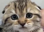 Golden Spotted Scottish Fold Girl Dottie - Scottish Fold Cat For Sale - Odessa&comma; FL&comma; US