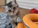 Nala - Scottish Straight Cat For Sale - New York&comma; NY&comma; US