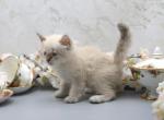 York of Romanov Dynasty - Siberian Cat For Sale - Ashburn&comma; VA&comma; US