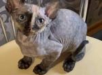 Massy - Devon Rex Cat For Sale - Brooklyn&comma; NY&comma; US