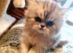 Persian Kittens - Persian Cat For Sale - Greenville&comma; OH&comma; US