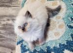 CFA Registered Male Himalayan Kitten - Himalayan Cat For Sale - Greenville&comma; OH&comma; US