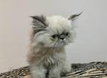 Miss Chubkins - Persian Cat For Sale - Las Vegas&comma; NV&comma; US