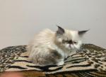 Mary Jane - Persian Cat For Sale - Las Vegas&comma; NV&comma; US