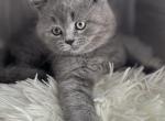 Chicky - British Shorthair Cat For Sale - Huntington&comma; NY&comma; US
