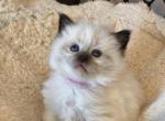 3 Female Kittens available - Ragdoll Cat For Sale - Attica&comma; MI&comma; US