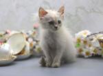 Wafa of Romanov Dynasty - Siberian Cat For Sale - Ashburn&comma; VA&comma; US