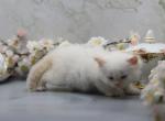 Diamond of Romanov Dynasty - Siberian Cat For Sale - Ashburn&comma; VA&comma; US