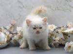 Dante of Romanov Dynasty - Siberian Cat For Sale - Ashburn&comma; VA&comma; US