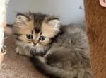 Aria - Scottish Fold Cat For Sale - Houston&comma; TX&comma; US