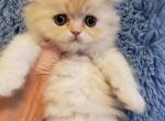 Stunning Scottish Highland Fold - Scottish Fold Cat For Sale - Grand Rapids&comma; MI&comma; US