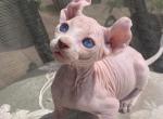 Elf white blue eyes - Peterbald Cat For Sale - Massapequa&comma; NY&comma; US