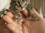 Tiger - Domestic Cat For Sale - Bronx&comma; NY&comma; US