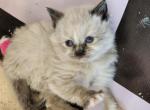 Tahini     Seal Point Tortie - Ragdoll Cat For Sale - Attica&comma; MI&comma; US