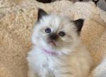 Tofu    Seal Point - Ragdoll Cat For Sale - Attica&comma; MI&comma; US