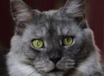 Irish Mist - Maine Coon Cat For Sale/Retired Breeding - Bridgewater&comma; NJ&comma; US