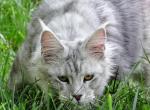 Wintery - Maine Coon Cat For Sale - Bridgewater&comma; NJ&comma; US