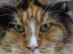 Xavi - Maine Coon Cat For Sale - Bridgewater&comma; NJ&comma; US