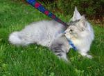 Maine coom boy - Maine Coon Cat For Sale - Bridgewater&comma; NJ&comma; US