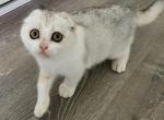 Yoyo Alphastar - Scottish Fold Cat For Sale - Levittown&comma; PA&comma; US