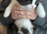 Black n White Bicolor Persian Ragdoll - Persian Cat For Sale - McKinney&comma; TX&comma; US