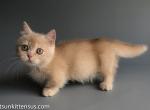 Elias munchkin british cream boy with short legs - Munchkin Cat For Sale - TX&comma; US