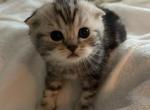 Marbled Scottish fold kittens - Scottish Fold Cat For Sale - Fort Wayne&comma; IN&comma; US