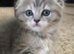 Peeps - Scottish Fold Cat For Sale - Denver&comma; CO&comma; US