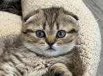 Golden Spotted Scottish Fold Girl Daisy - Scottish Fold Cat For Sale - Odessa&comma; FL&comma; US