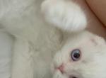 Quartz - Scottish Fold Cat For Sale - Houston&comma; TX&comma; US